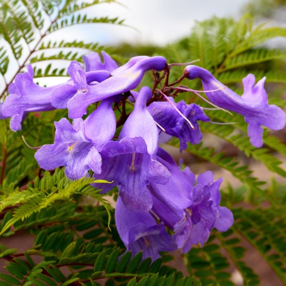 Exotic Plants Melbourne Tropical Plants For Sale